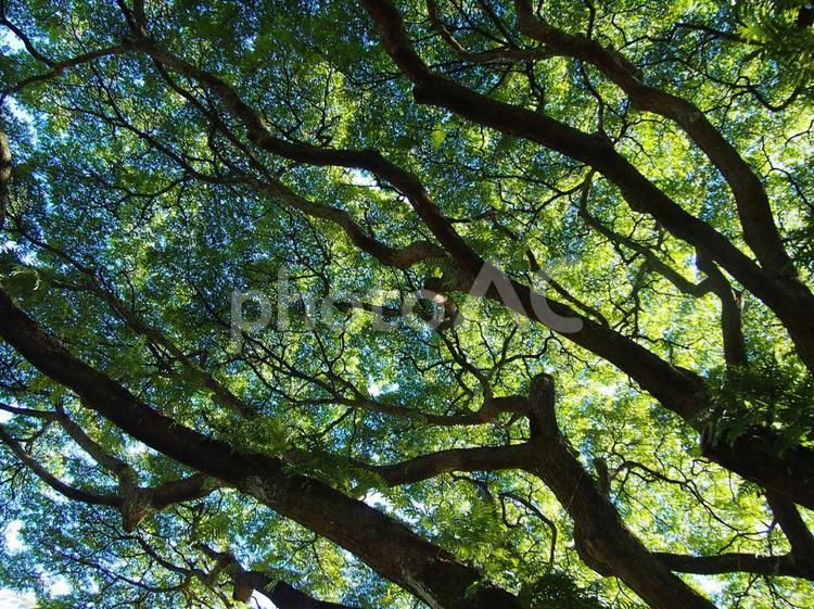 木漏れ日 新緑,植物,風景の写真素材