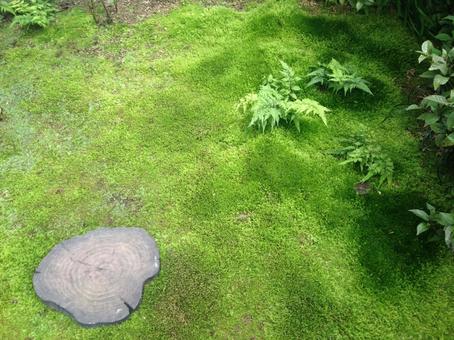 Photo, moss, court, vivid, 