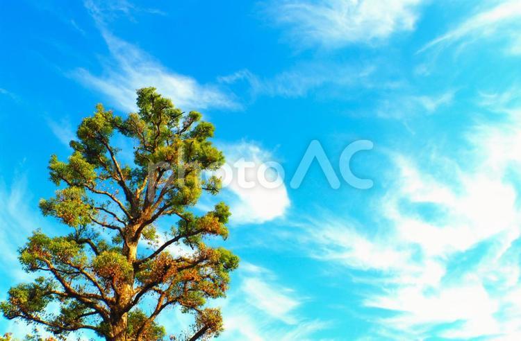 爽やかな秋の空と雲とクスノキのある風景 秋晴れ,クスノキ,秋の写真素材