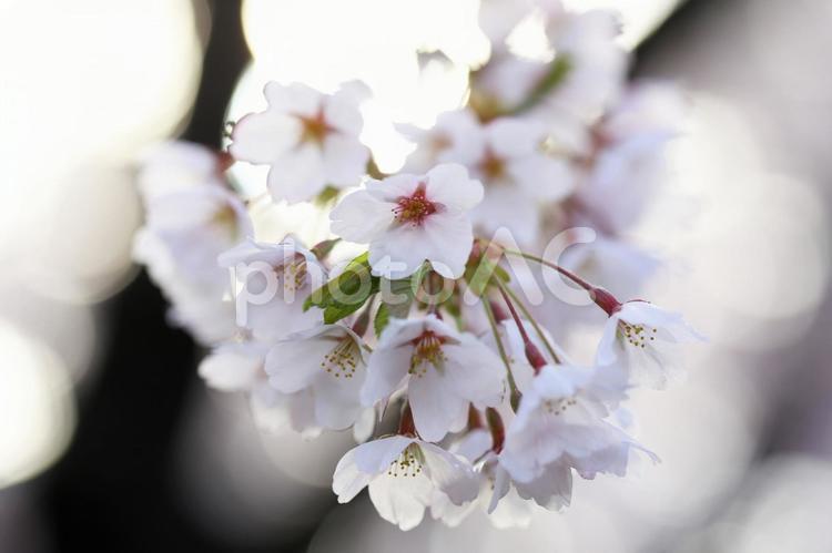 函館五稜郭公園の美しい桜のクローズアップ さくら,サクラ,自然の写真素材