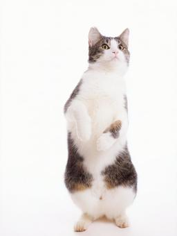 白背景と立ち上がる猫 白背景と立ち上がる猫の写真