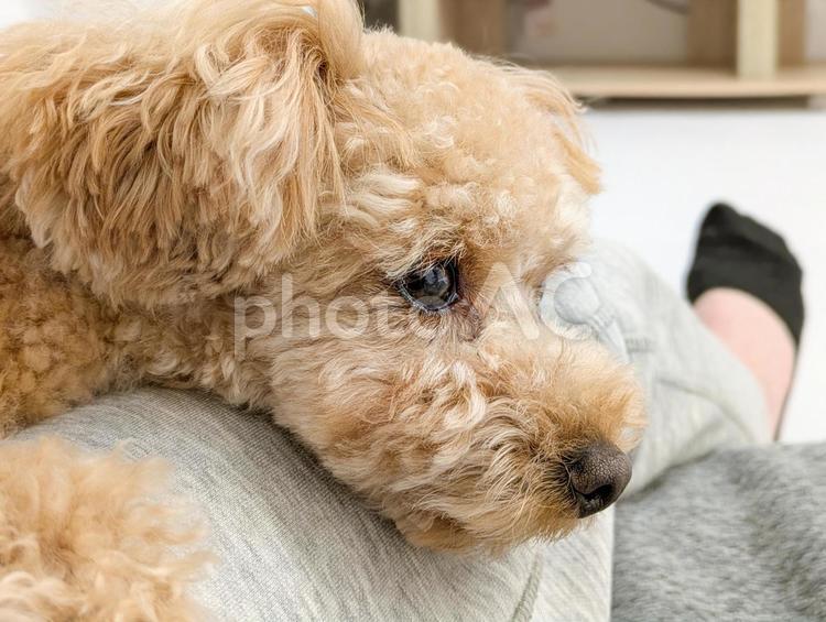 飼い主の膝に顎を乗せるトイプードル 犬,トイプードル,トイプーの写真素材