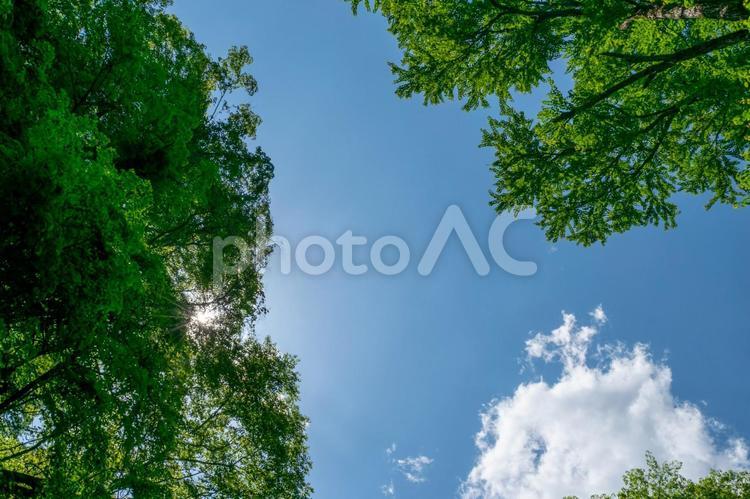 爽やかな青空と雲と緑の木々 青空,空,雲の写真素材