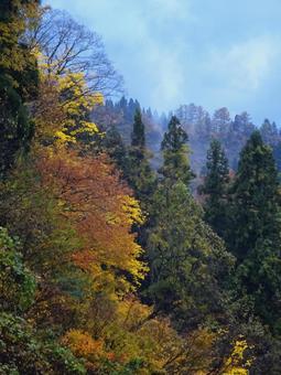 山の紅葉 山の紅葉の写真