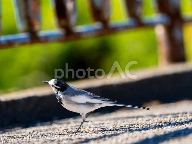 地面を歩くハクセキレイ ハクセキレイ,屋外,風景の写真素材