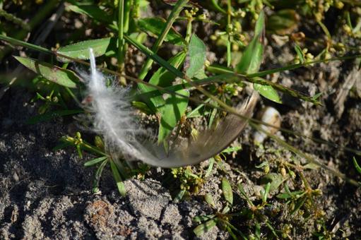 鳥の羽の写真