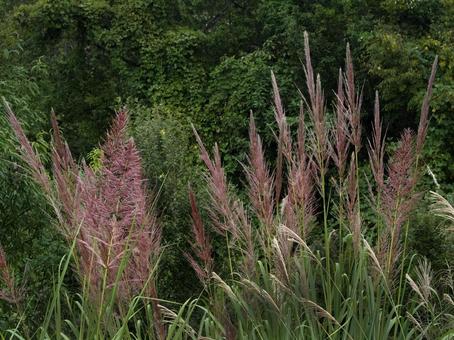 Photo, yoshisuki, reed, gramineae, 