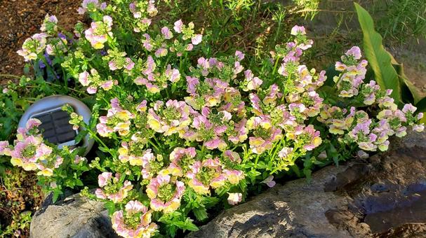 ネメシアの花 ネメシアの花 ネメシア,宿根,花の写真素材