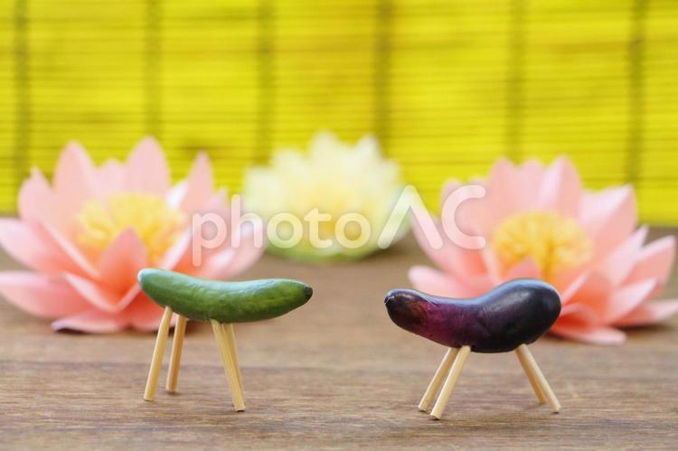 精霊馬　精霊牛 精霊馬,精霊牛,お盆の写真素材