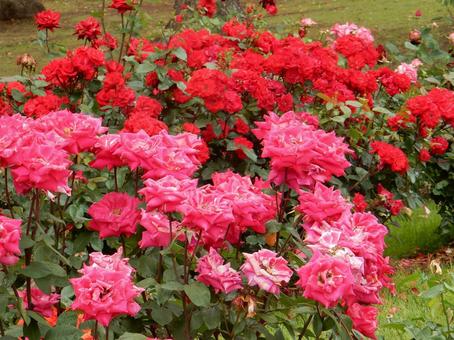 【薔薇の写真】バラの花 【薔薇の写真】バラの花 の写真