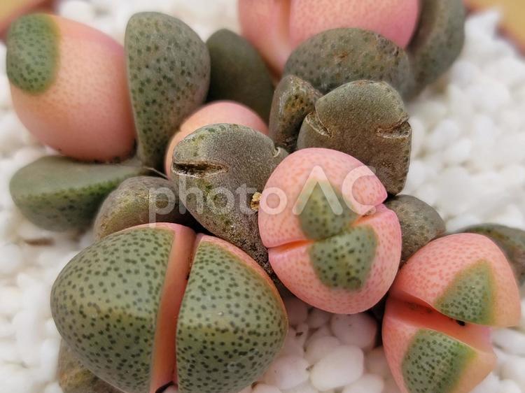 令和の桃子 多肉植物,多肉,令和の桃子の写真素材