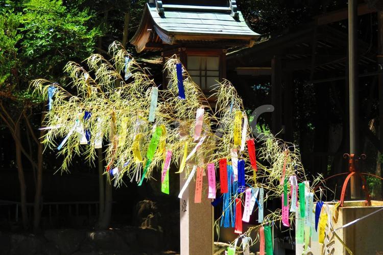 ７月上旬の高松市岩田神社の七夕飾り 背景,七夕飾り,七夕の写真素材