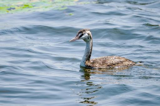 カンムリカイツブリの若鳥⒅ 鳥,カンムリカイツブリ,若鳥の写真素材