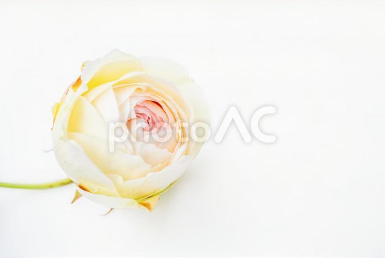 白い背景のバラの蕾/薔薇の花/切り取り用/切り抜き素材/ローズ バラ,薔薇,ローズの写真素材