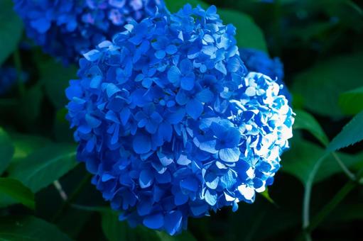 青い紫陽花 青い紫陽花 花,紫陽花,アジサイの写真素材