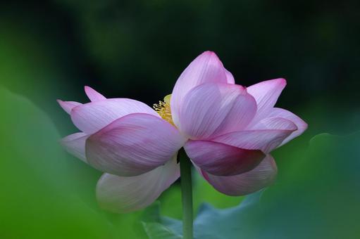 神聖な花 神聖な花の写真