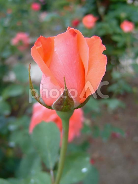美しさと優雅さが共存する華やかなバラの花 バラ,花,植物の写真素材