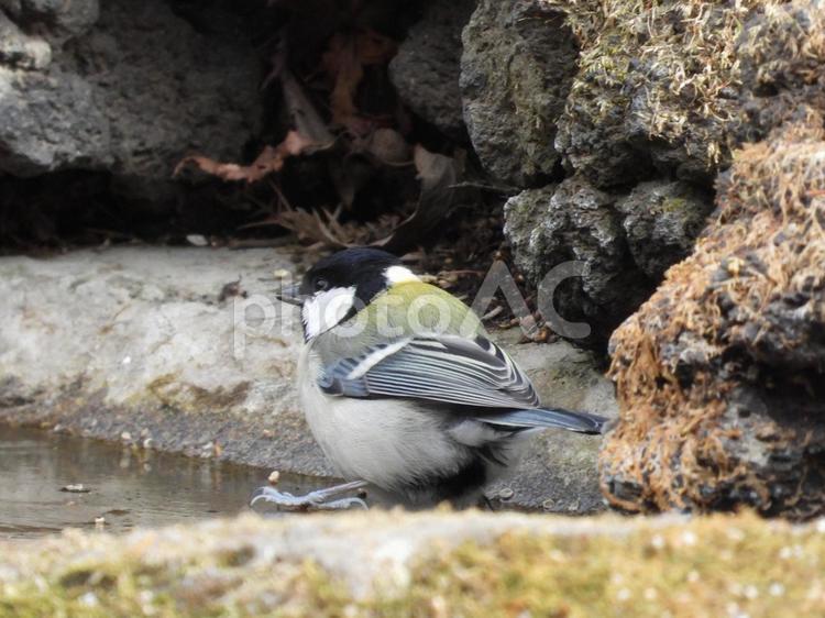 小根山野鳥の森で撮ったシジュウカラ 鳥,野鳥,日影の写真素材