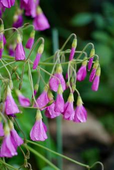 ハナカタバミの写真