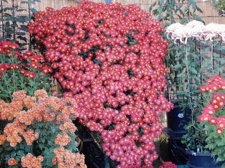 【風景写真】福山菊花展覧会の風景 キク,菊,菊花展の写真素材
