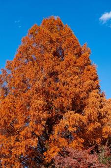 紅葉する樹木 紅葉する樹木 紅葉,木,樹木の写真素材