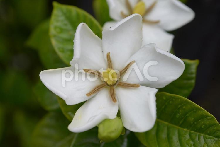 くちなしの花を接写で大きく くちなし,美しい,可憐の写真素材