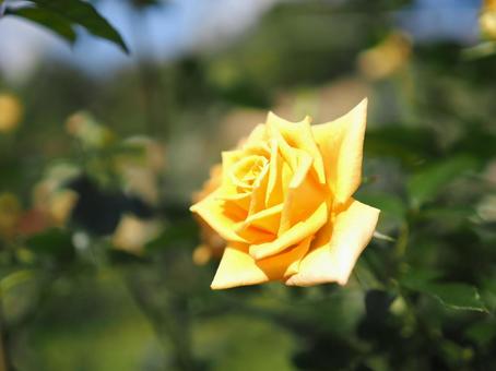 バラ園にて黄色い薔薇を撮りました バラ園にて黄色い薔薇を撮りましたの写真