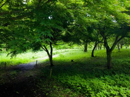 暗い森の小道 暗い森の小道の写真