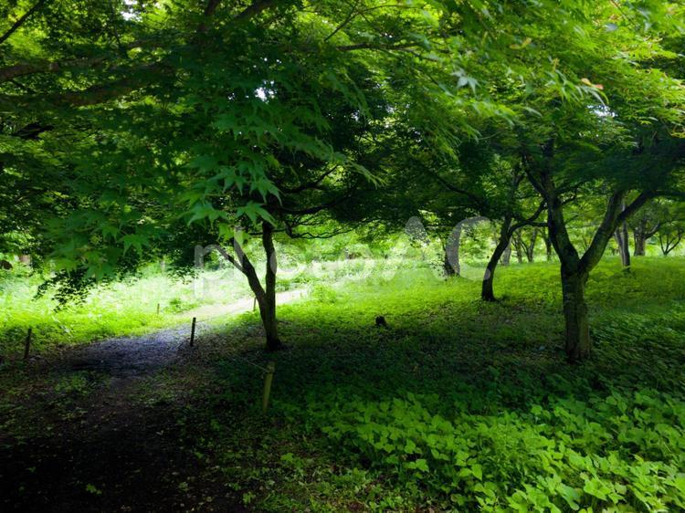暗い森の小道 森,木,緑の写真素材
