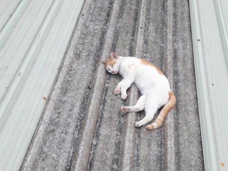 トタン屋根の上で寝る猫 トタン屋根の上で寝る猫 猫,ネコ,睡眠の写真素材