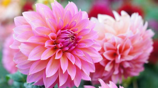 秋のダリア園-893 ダリア,ピンク,サーモンピンクの写真素材