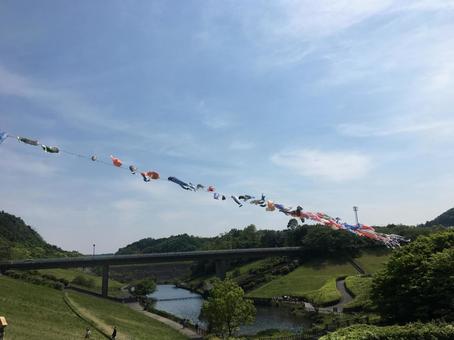 鯉のぼり 鯉のぼりの写真