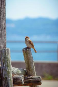 A sparrow perched on a tree by the sea, JPG A sparrow perched on a tree by the sea, JPG