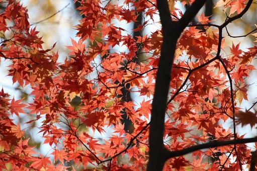 紅葉 12 紅葉 12の写真