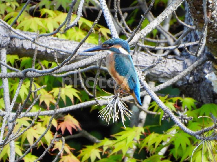 松の枝にとまるカワセミ 鳥,カワセミ,野鳥の写真素材