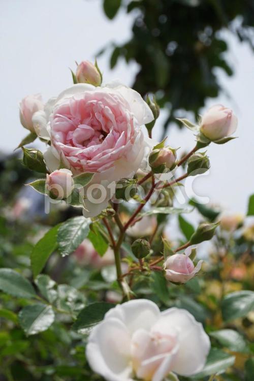 白とピンクのバラ 薔薇,バラ,ばらの写真素材