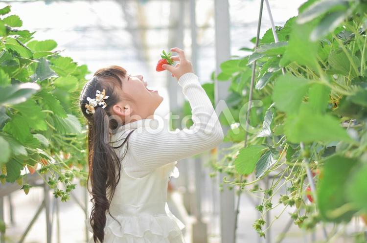 いちご狩りをする子供 いちご狩り,いちご,子供の写真素材