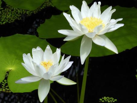 蓮の花 蓮の花の写真