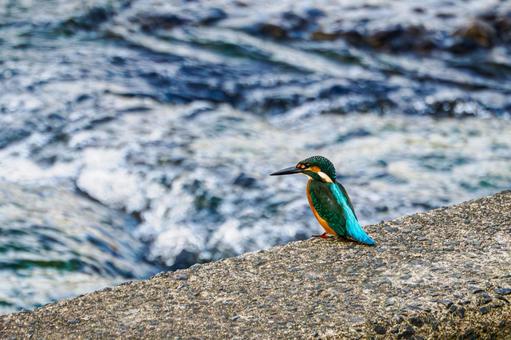カワセミ⒁ カワセミ⒁の写真