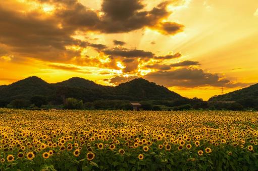 夕日に咲くひまわり 夕日に咲くひまわりの写真