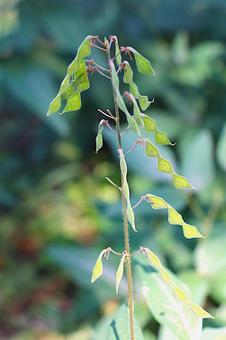 ひっつき虫（くっつき虫） 引っ付き虫,くっつき虫,植物の写真素材