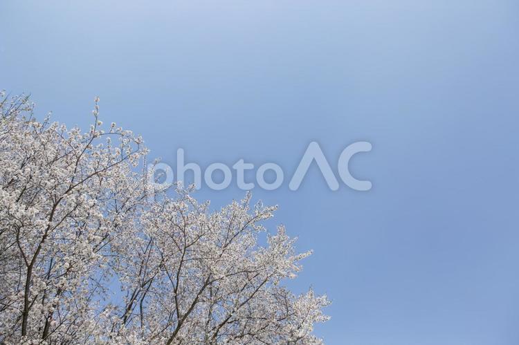 青空と桜 桜,青空,福岡の写真素材