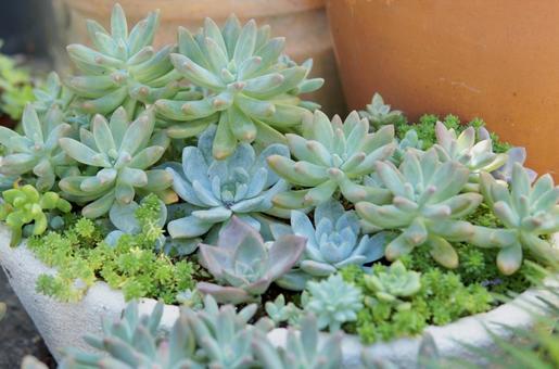 多肉植物の写真