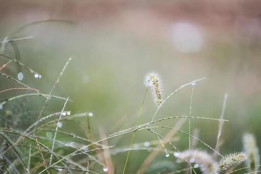 雨粒が輝くエノコログサの穂と幻想的な水滴 雨粒が輝くエノコログサの穂と幻想的な水滴 エノコログサ,ねこじゃらし,穂の写真素材