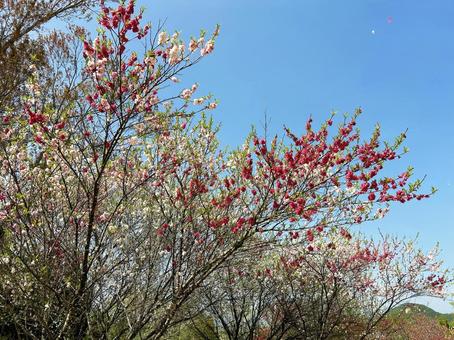 Vivid flowering peach trees, JPG