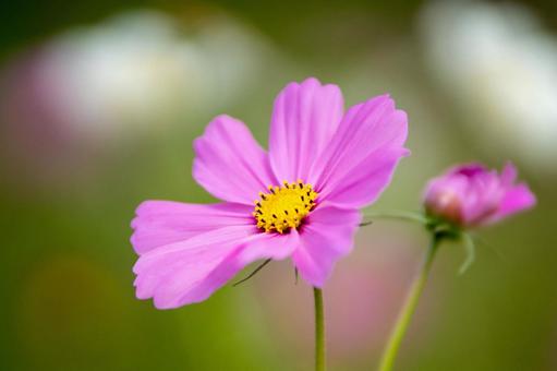 コスモスの花 コスモスの花 コスモス,コスモス畑,花の写真素材