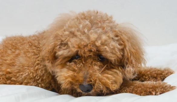 Photo, toy poodle, doggy, small dog, 