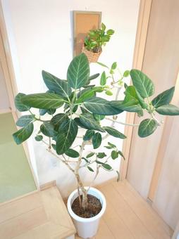 大型観葉植物フィカスベンガレンシス10号 大型観葉植物フィカスベンガレンシス10号 大型観葉植物,観葉植物,フィカスベンガレンシスの写真素材