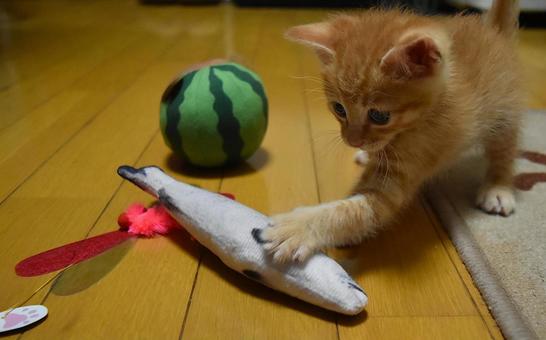 オモチャにじゃれる子猫 オモチャにじゃれる子猫の写真