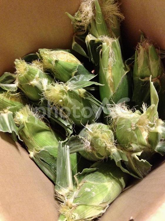 とうもろこし とうもろこし,野菜,新鮮の写真素材
